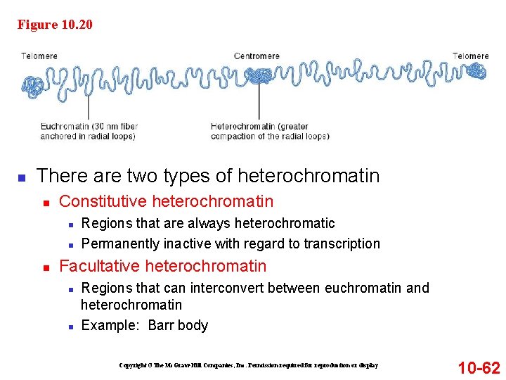 Figure 10. 20 n There are two types of heterochromatin n Constitutive heterochromatin n Figure 10. 20 n There are two types of heterochromatin n Constitutive heterochromatin n