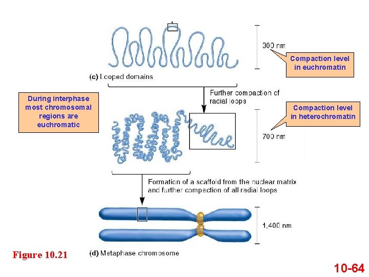 Compaction level in euchromatin During interphase most chromosomal regions are euchromatic Compaction level in Compaction level in euchromatin During interphase most chromosomal regions are euchromatic Compaction level in