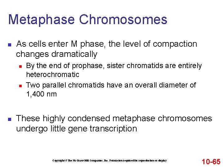 Metaphase Chromosomes n As cells enter M phase, the level of compaction changes dramatically Metaphase Chromosomes n As cells enter M phase, the level of compaction changes dramatically