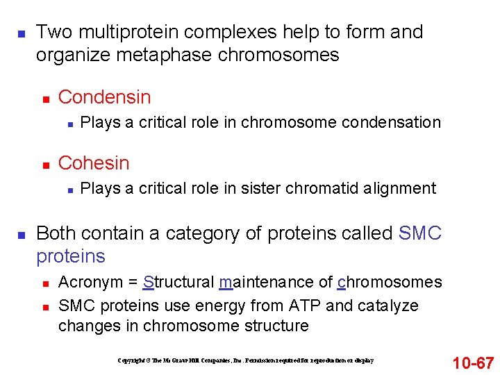 n Two multiprotein complexes help to form and organize metaphase chromosomes n Condensin n n Two multiprotein complexes help to form and organize metaphase chromosomes n Condensin n