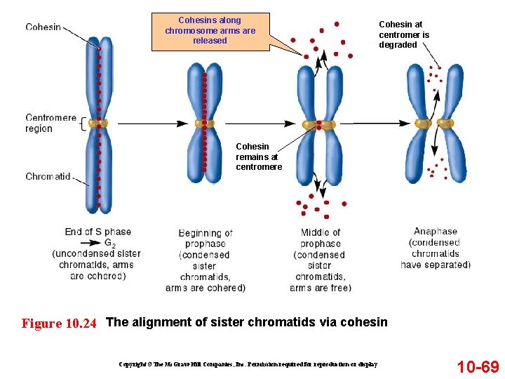 Cohesins along chromosome arms are released Cohesin at centromer is degraded Cohesin remains at Cohesins along chromosome arms are released Cohesin at centromer is degraded Cohesin remains at
