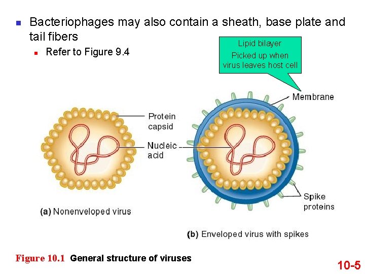 n Bacteriophages may also contain a sheath, base plate and tail fibers Lipid bilayer n Bacteriophages may also contain a sheath, base plate and tail fibers Lipid bilayer