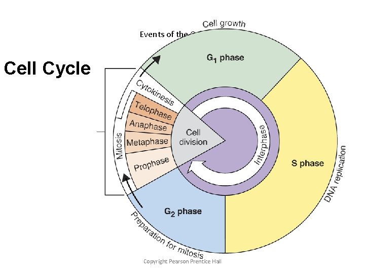 Events of the Cell Cycle Copyright Pearson Prentice Hall 