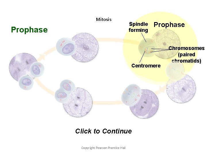 Section 10 -2 Mitosis Prophase Spindle forming Prophase Centromere Click to Continue Copyright Pearson