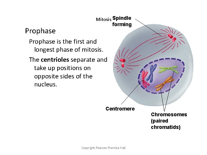Prophase Mitosis Spindle forming Prophase is the first and longest phase of mitosis. The