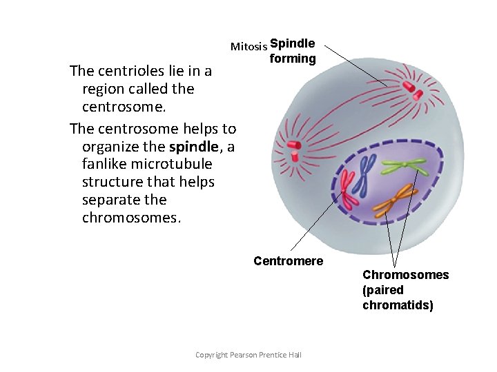 Mitosis Spindle forming The centrioles lie in a region called the centrosome. The centrosome
