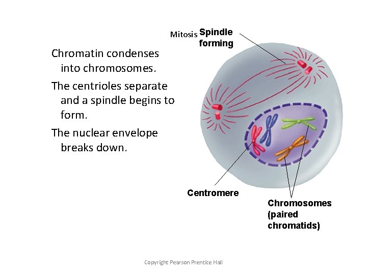 Mitosis Spindle forming Chromatin condenses into chromosomes. The centrioles separate and a spindle begins