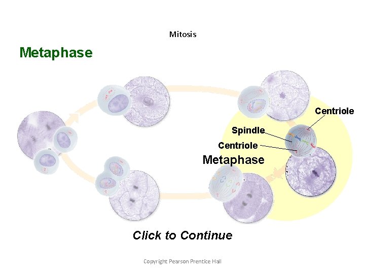 Mitosis Metaphase Centriole Spindle Centriole Metaphase Click to Continue Copyright Pearson Prentice Hall 