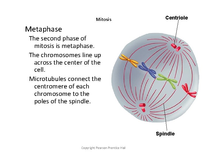 Mitosis Centriole Metaphase The second phase of mitosis is metaphase. The chromosomes line up