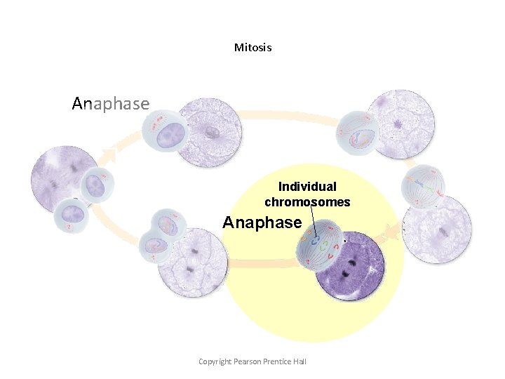 Mitosis Anaphase Individual chromosomes Anaphase Copyright Pearson Prentice Hall 