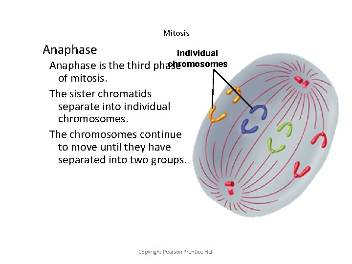 Mitosis Anaphase Individual chromosomes Anaphase is the third phase of mitosis. The sister chromatids