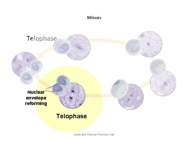 Mitosis Telophase Nuclear envelope reforming Telophase Copyright Pearson Prentice Hall 