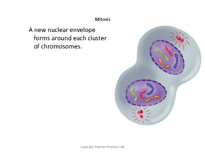 Mitosis A new nuclear envelope forms around each cluster of chromosomes. Copyright Pearson Prentice