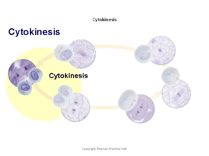 Cytokinesis Copyright Pearson Prentice Hall 