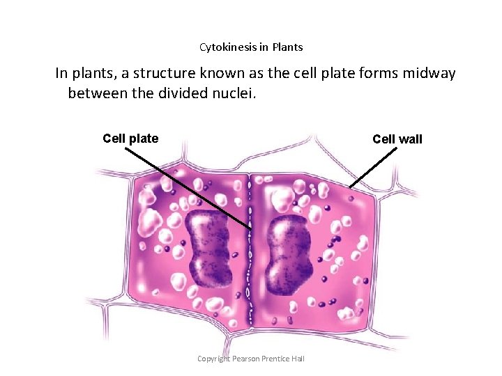 Cytokinesis in Plants In plants, a structure known as the cell plate forms midway