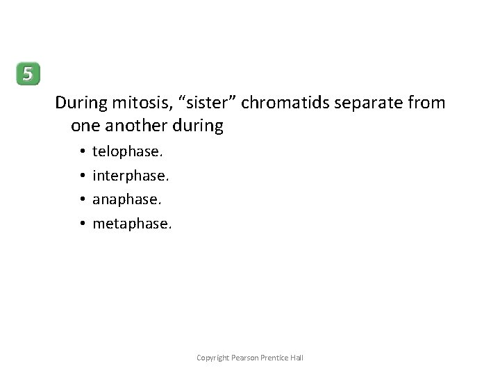 During mitosis, “sister” chromatids separate from one another during • • telophase. interphase. anaphase.