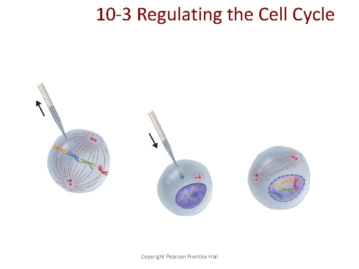 10 -3 Regulating the Cell Cycle Copyright Pearson Prentice Hall 
