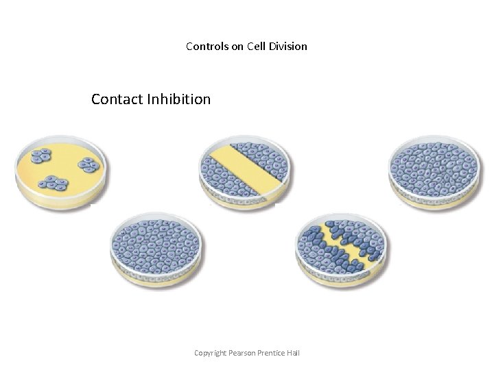 Controls on Cell Division Contact Inhibition Copyright Pearson Prentice Hall 