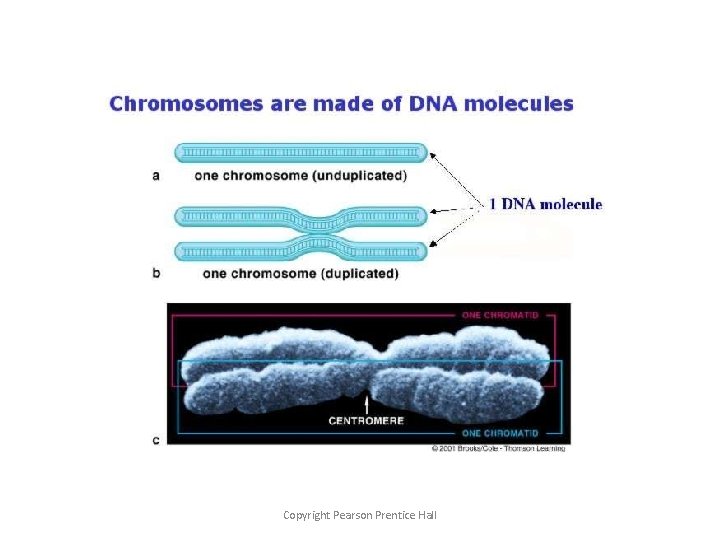 Chromosomes Copyright Pearson Prentice Hall 