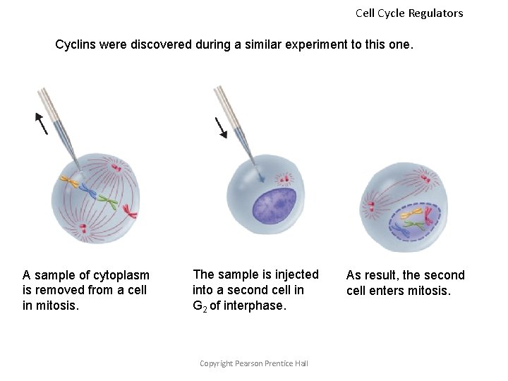 Cell Cycle Regulators Cyclins were discovered during a similar experiment to this one. A