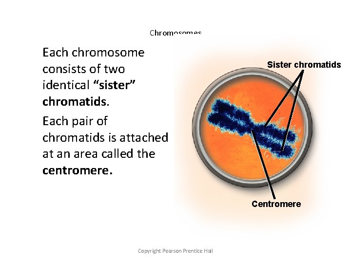 Chromosomes Each chromosome consists of two identical “sister” chromatids. Each pair of chromatids is