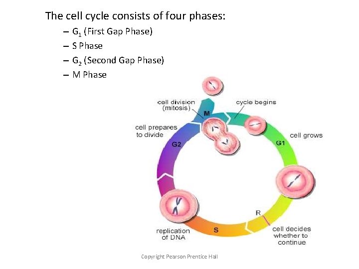 The cell cycle consists of four phases: – – G 1 (First Gap Phase)
