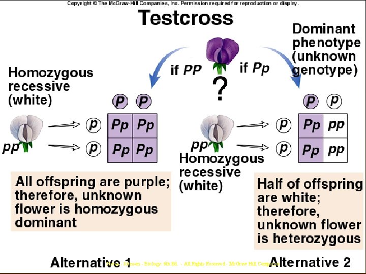Raven - Johnson - Biology: 6 th Ed. - All Rights Reserved - Mc.