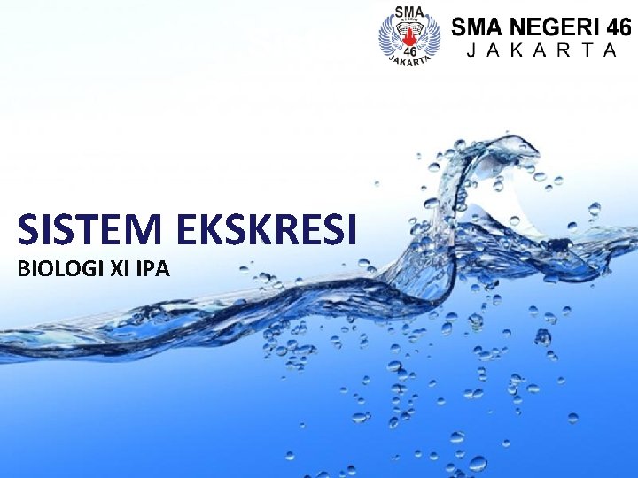 Sistem Ekskresi Manusia SISTEM EKSKRESI BIOLOGI XI IPA 