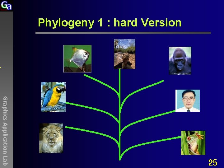 Phylogeny 1 : hard Version Graphics Application Lab 25 