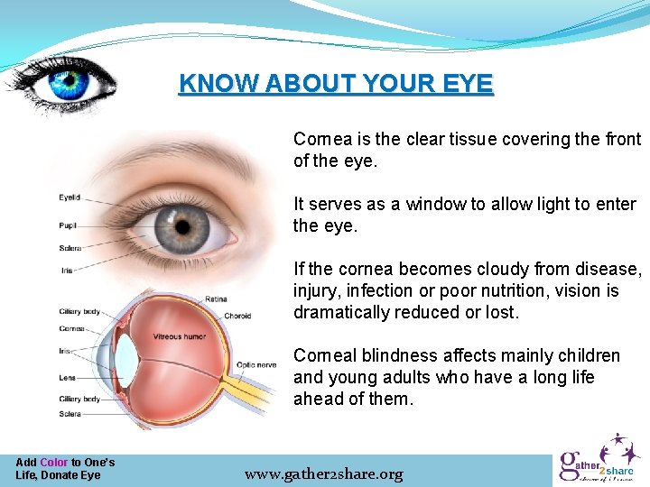 KNOW ABOUT YOUR EYE Cornea is the clear tissue covering the front of the