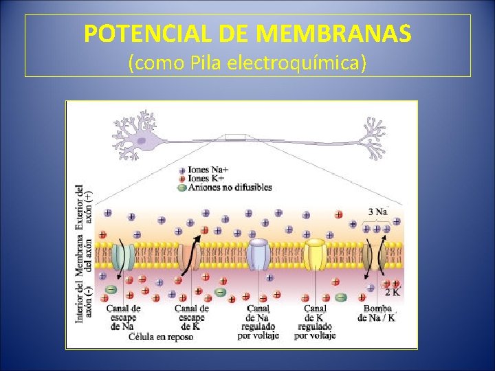 POTENCIAL DE MEMBRANAS (como Pila electroquímica) 