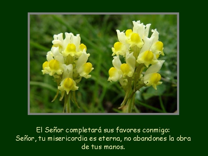 El Señor completará sus favores conmigo: Señor, tu misericordia es eterna, no abandones la