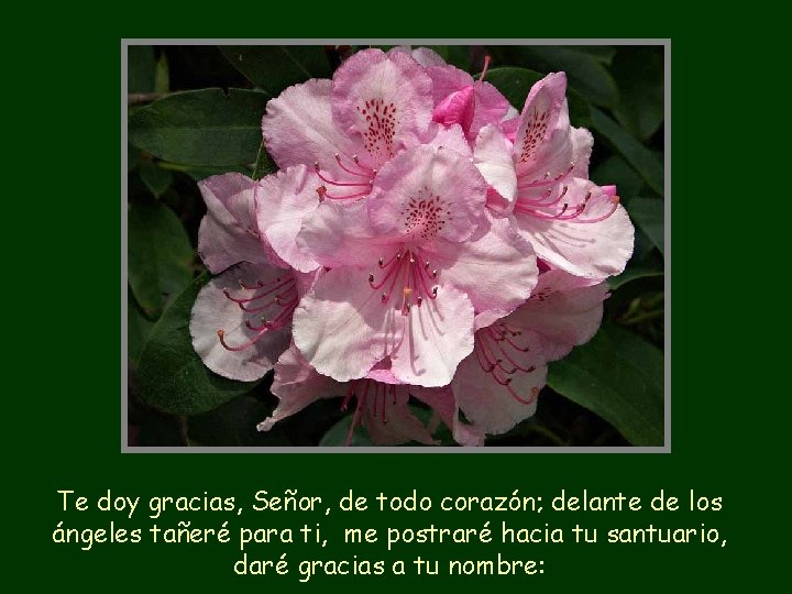 Te doy gracias, Señor, de todo corazón; delante de los ángeles tañeré para ti,
