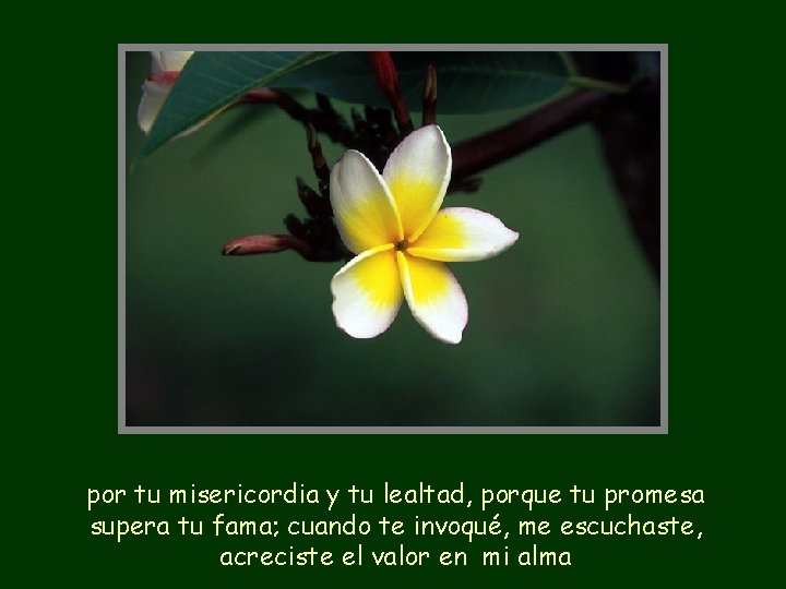 por tu misericordia y tu lealtad, porque tu promesa supera tu fama; cuando te