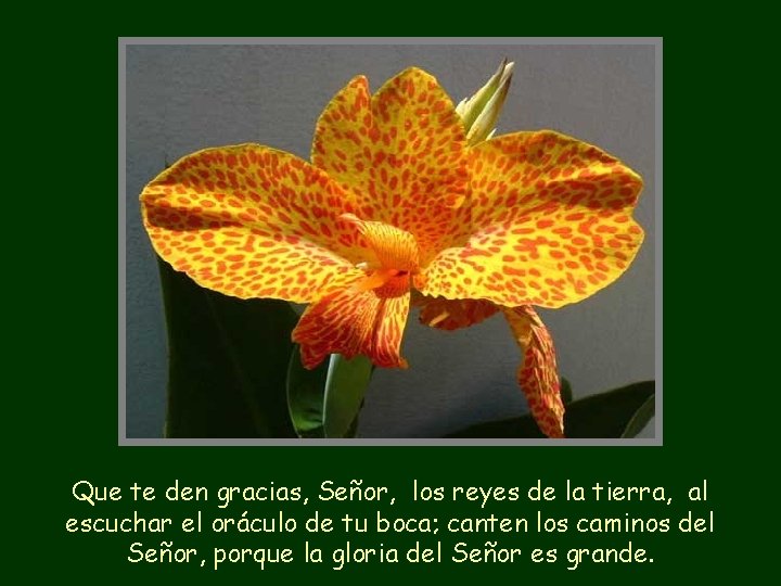 Que te den gracias, Señor, los reyes de la tierra, al escuchar el oráculo