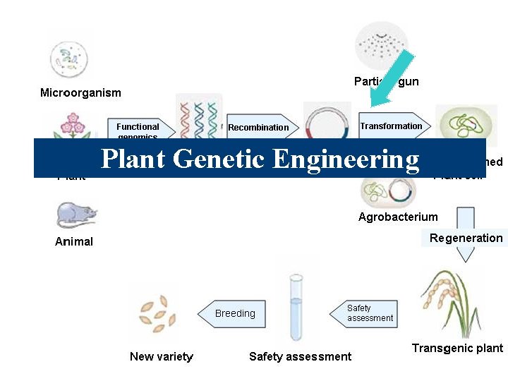 Plant Genetic Engineering 