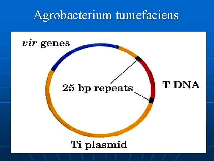 Agrobacterium tumefaciens 