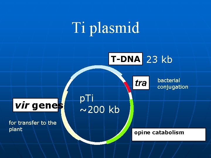 Ti plasmid T-DNA 23 kb tra vir genes for transfer to the plant bacterial