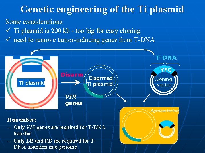 Genetic engineering of the Ti plasmid Some considerations: ü Ti plasmid is 200 kb