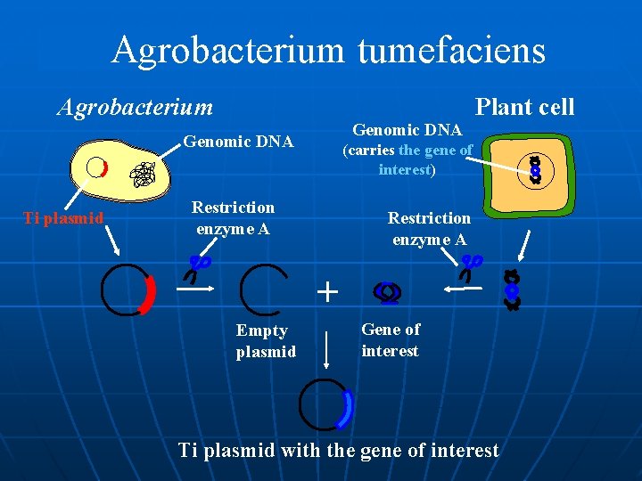 Agrobacterium tumefaciens Agrobacterium Genomic DNA Ti plasmid Plant cell (carries the gene of interest)