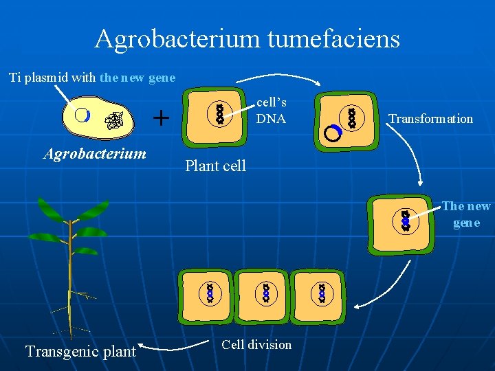 Agrobacterium tumefaciens Ti plasmid with the new gene cell’s DNA + Agrobacterium Transformation Plant