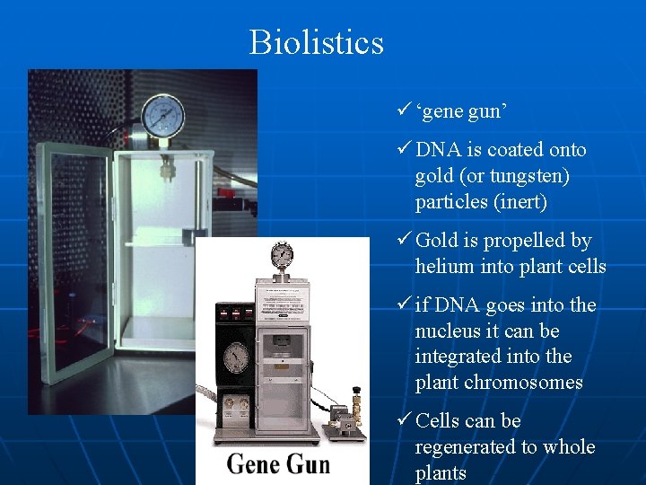 Biolistics ü ‘gene gun’ ü DNA is coated onto gold (or tungsten) particles (inert)