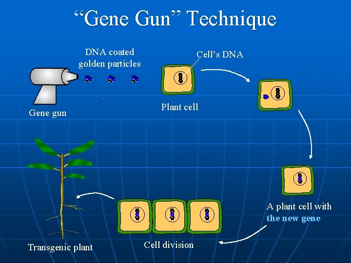 “Gene Gun” Technique DNA coated golden particles Gene gun Cell’s DNA Plant cell A