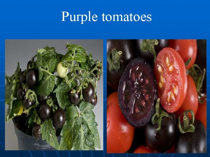 Purple tomatoes 