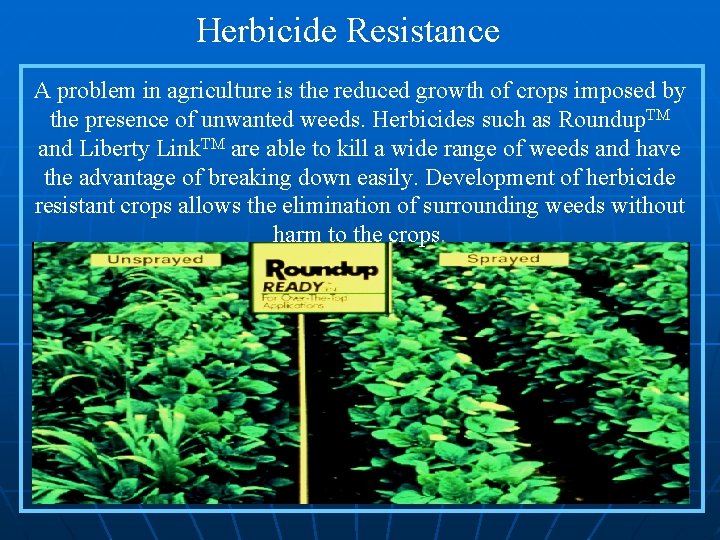 Herbicide Resistance A problem in agriculture is the reduced growth of crops imposed by
