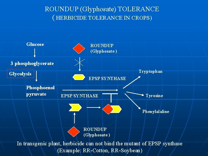 ROUNDUP (Glyphosate) TOLERANCE ( HERBICIDE TOLERANCE IN CROPS) Glucose ROUNDUP (Glyphosate ) 3 phosphoglycerate