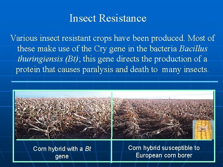 Insect Resistance Various insect resistant crops have been produced. Most of these make use