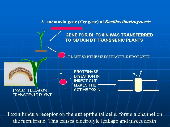 δ -endotoxin gene (Cry gene) of Bacillus thuriengenesis GENE FOR Bt TOXIN WAS TRANSFERRED