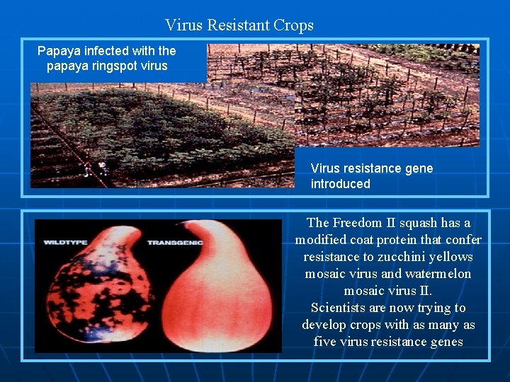 Virus Resistant Crops Papaya infected with the papaya ringspot virus Virus resistance gene introduced