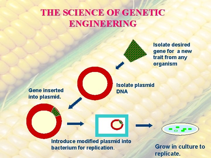 THE SCIENCE OF GENETIC ENGINEERING Isolate desired gene for a new trait from any